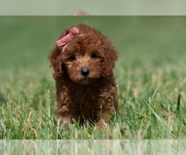 Medium Photo #7 Maltipoo (Miniature) Puppy For Sale in WARSAW, IN, USA