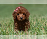 Small Photo #85 Maltipoo (Miniature) Puppy For Sale in WARSAW, IN, USA