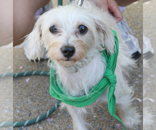 Medium Photo #4 Maltese-Unknown Mix Puppy For Sale in Washington, DC, USA
