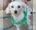 Small #3 Maltese Mix
