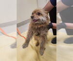 Small Toy Fox Terrier Mix