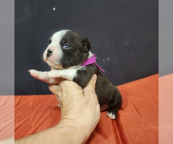 Medium Photo #7 Boston Terrier Puppy For Sale in AFTON, WY, USA