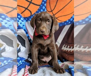 Labrador Retriever Puppy for sale in KIRKWOOD, PA, USA