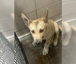 Small German Shepherd Dog-Siberian Husky Mix