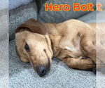 Small #3 Dachshund