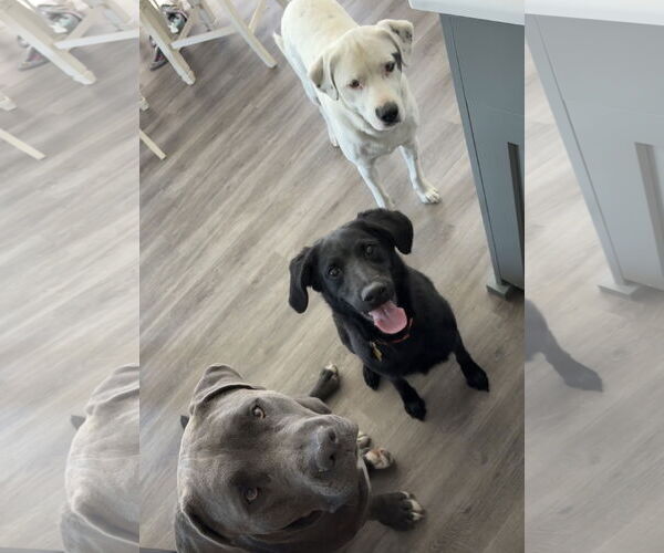 Medium Photo #3 Labrador Retriever-Unknown Mix Puppy For Sale in Sandy, UT, USA