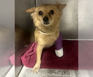 Chihuahua Dogs for adoption in Downey, CA, USA