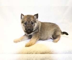 Norwegian Elkhound Puppy for sale in SHILOH, OH, USA