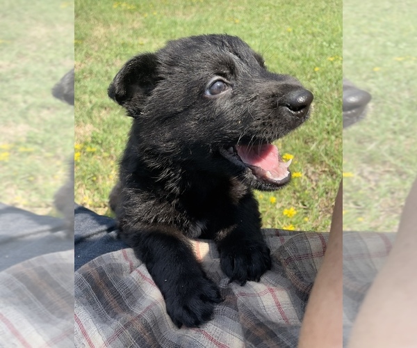 Medium Photo #2 German Shepherd Dog Puppy For Sale in WACO, TX, USA