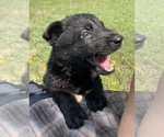 Small #1 German Shepherd Dog