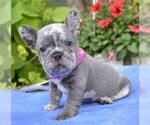 Small #37 French Bulldog