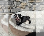 Small Photo #1 Boston Terrier Puppy For Sale in LYNNWOOD, WA, USA