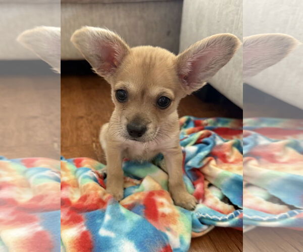 Medium Photo #2 Chihuahua-Unknown Mix Puppy For Sale in Plainfield, IL, USA