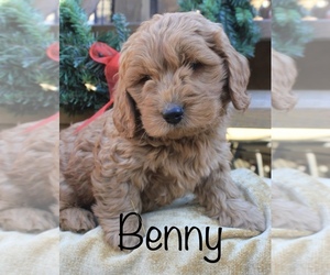 Goldendoodle Puppy for sale in CAPON BRIDGE, WV, USA