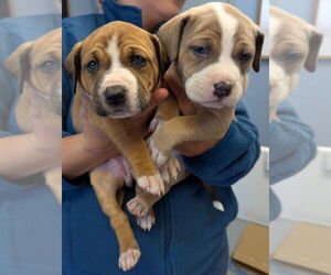 Boxer Dogs for adoption in Evansville, IN, USA
