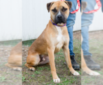 Small #2 Boxer Mix
