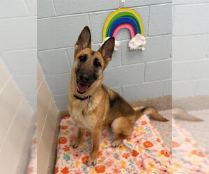 German Shepherd Dog-Unknown Mix Dogs for adoption in Brighton, CO, USA