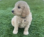 Small Photo #102 Goldendoodle Puppy For Sale in PHOENIX, AZ, USA