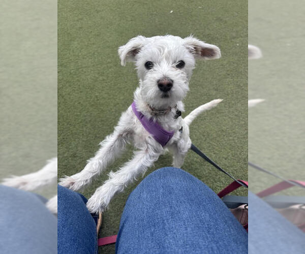Medium Photo #2 Maltese-Unknown Mix Puppy For Sale in Wheaton, IL, USA