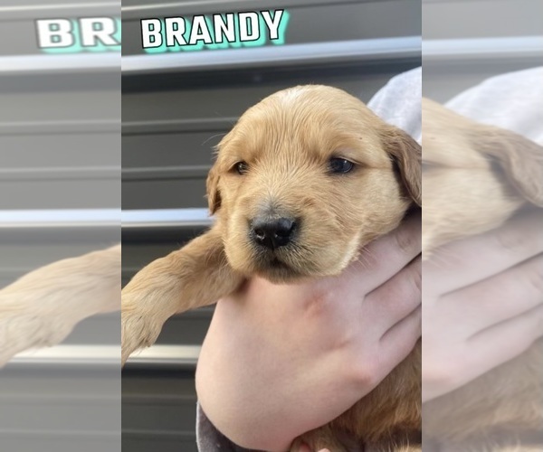 Medium Photo #2 Golden Retriever Puppy For Sale in MODESTO, CA, USA