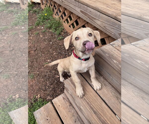 Medium Photo #3 - Mix Puppy For Sale in Greenville, SC, USA