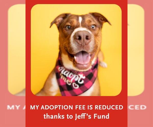 Medium Photo #8 Boxer-Catahoula Leopard Dog Mix Puppy For Sale in Dedham, MA, USA