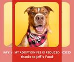 Small #7 Boxer-Catahoula Leopard Dog Mix