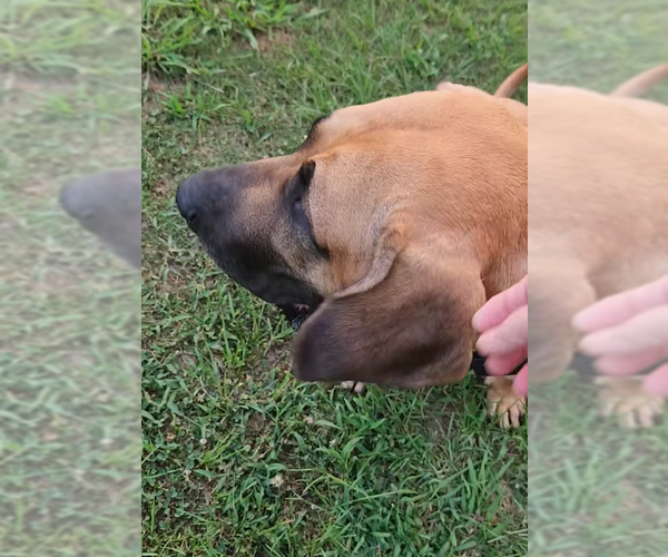 Medium Photo #13 Fila Brasileiro Puppy For Sale in Jasper, AL, USA