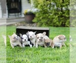 Small #1 French Bulldog