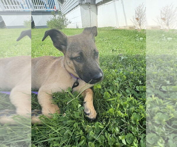 Medium Photo #8 Shepradors Puppy For Sale in Brewster, NY, USA