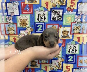 Dachshund Puppy for sale in WINNSBORO, LA, USA