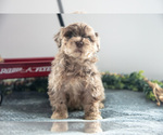 Small Poodle (Miniature)-Portuguese Water Dog Mix