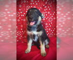 Small Australian Kelpie Mix