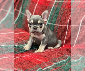 French Bulldog Puppy for sale in SACRAMENTO, CA, USA