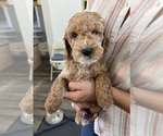 Small Photo #8 Cock-A-Poo Puppy For Sale in FOLSOM, CA, USA