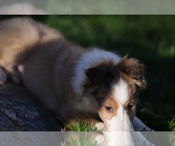 Medium Photo #4 Shetland Sheepdog Puppy For Sale in HONEY BROOK, PA, USA