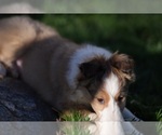 Small #3 Shetland Sheepdog