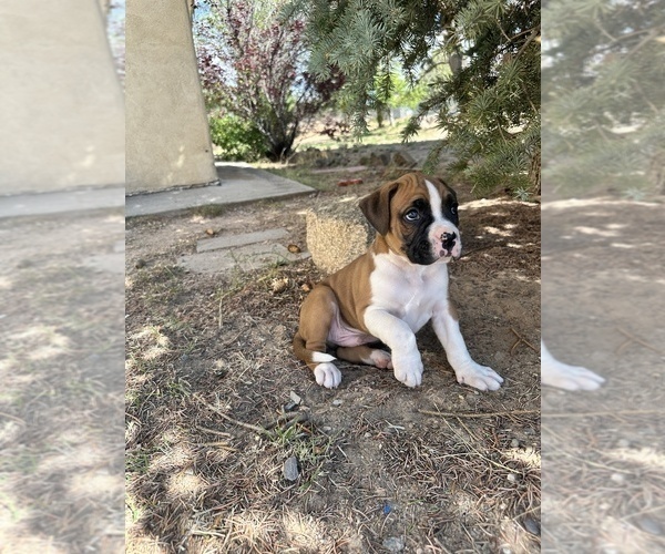 Medium Photo #7 Boxer Puppy For Sale in ESPANOLA, NM, USA