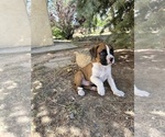 Small Photo #7 Boxer Puppy For Sale in ESPANOLA, NM, USA