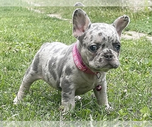 French Bulldog Puppy for sale in BOSTON, MA, USA