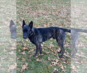 Father of the Belgian Malinois puppies born on 10/30/2021