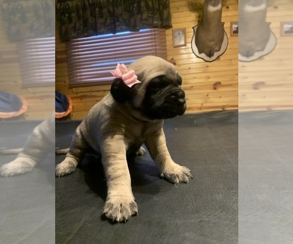 Medium Photo #1 Mastiff Puppy For Sale in FARMINGTON, WV, USA