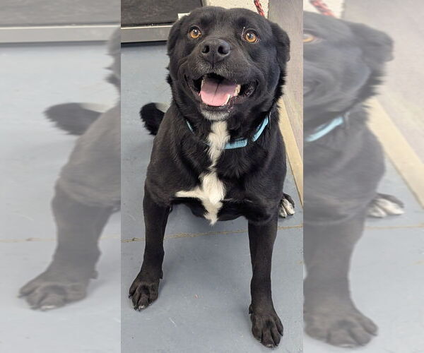 Medium Photo #2 Mutt Puppy For Sale in Evansville, IN, USA