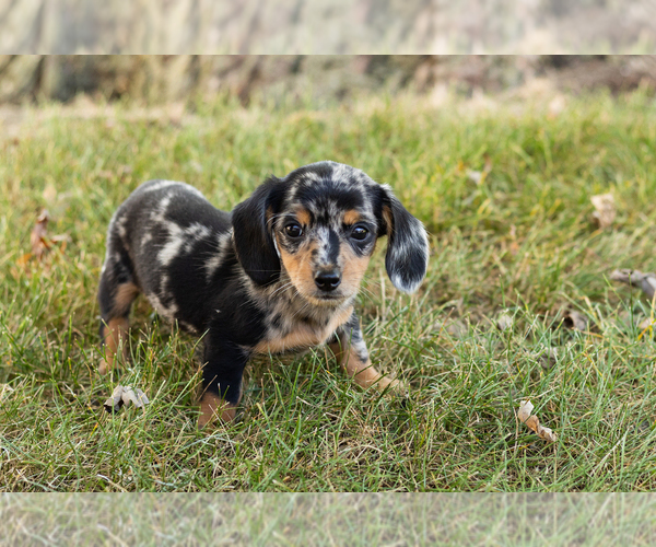 Medium Photo #10 Dachshund Puppy For Sale in NAPPANEE, IN, USA
