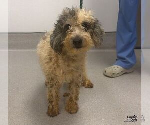 Pinky - Female Poodle (Miniature)-Unknown Mix Dog for Adoption - Photo #2