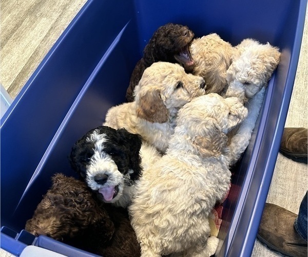 Medium Photo #2 Saint Berdoodle Puppy For Sale in FRANKFORT, IN, USA