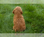 Small #13 Goldendoodle-Poodle (Miniature) Mix