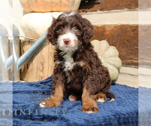 Medium Bernedoodle (Miniature)