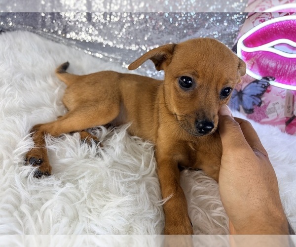 Medium Photo #4 Rat-Cha Puppy For Sale in INDIANAPOLIS, IN, USA