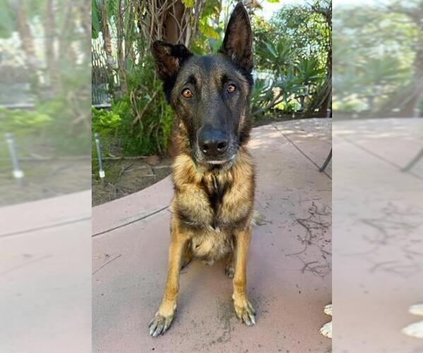 Medium Photo #3 Mutt Puppy For Sale in Chula Vista, CA, USA